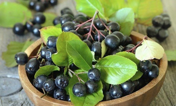 Chokeberry - loại quả với nhiều công dụng trong đời sống người Đông Âu